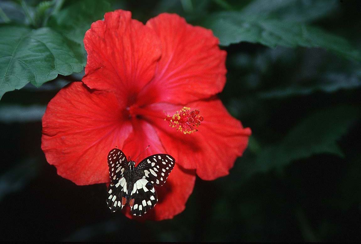 [تصویر: butterfly-flower-xfs.jpg]