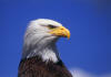 عقاب eagle